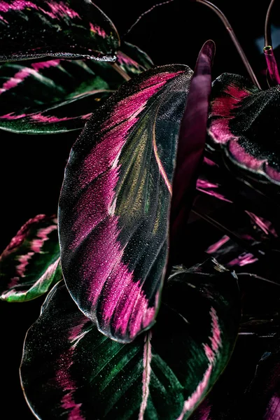 Perto Calathea Planta Com Folhas Rosa Isolado Preto — Fotografia de Stock