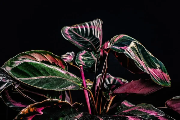 Υγρό Καλαθέα Ροζ Και Πράσινα Φύλλα Απομονώνονται Μαύρο — Φωτογραφία Αρχείου