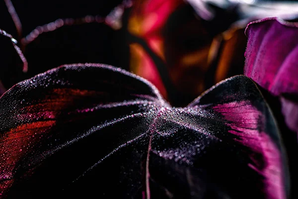 Närbild Calathea Växt Med Dramatisk Belysning — Stockfoto