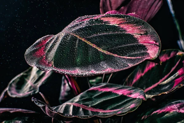Розовые Листья Растения Калатеи Капельками Выделенные Черном — Бесплатное стоковое фото
