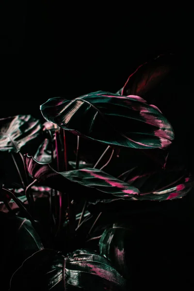 calathea plant in dramatic lighting, isolated on black