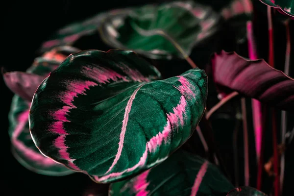 Botaniska Calathea Växt Med Gröna Och Rosa Blad Svart — Stockfoto