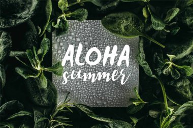 card with words Aloha Summer, water drops and fresh green leaves  clipart