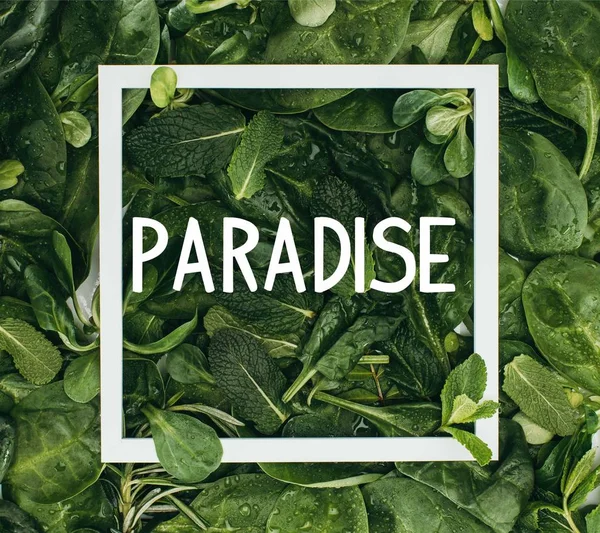 Square White Frame Word Paradise Beautiful Fresh Green Leaves Dew — Free Stock Photo