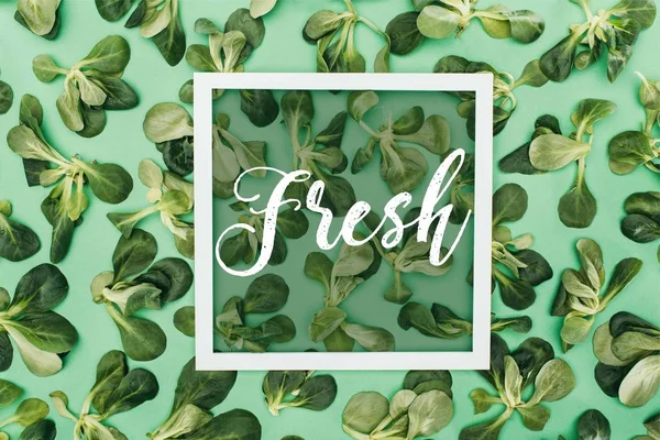 単語新鮮で美しい新鮮な緑の葉でグリーンに白い正方形のフレームの上から見る  — 無料ストックフォト
