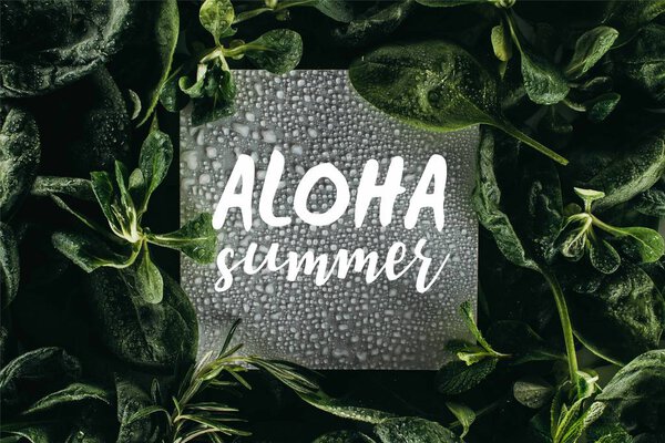 card with words Aloha Summer, water drops and fresh green leaves 