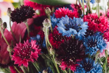 close-up view of beautiful colorful cornflowers, selective focus clipart
