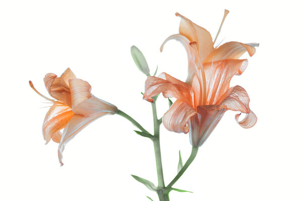 beautiful tender orange lily flowers isolated on white  