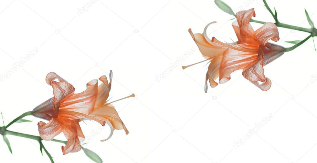 close-up view of beautiful tender orange lily flowers isolated on white background 