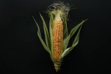 top view fresh ripe corn cob isolated on black clipart