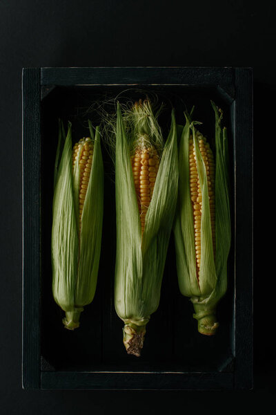 flat lay with raw fresh corn cobs in wooden box isolated on black