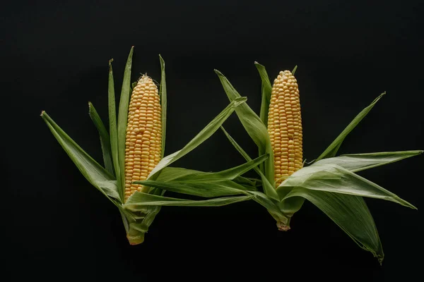 Flat Lay Arranged Raw Fresh Corn Cobs Isolated Black — Stock Photo, Image