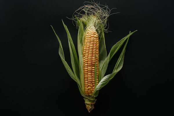 top view fresh ripe corn cob isolated on black