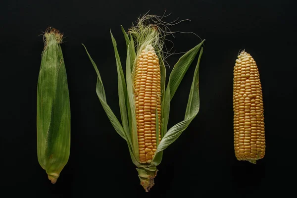 Flat Lay Arranged Fresh Ripe Corn Cobs Isolated Black — Stock Photo, Image