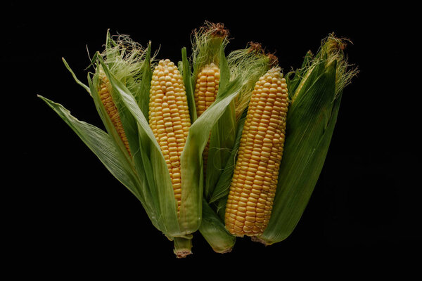 top view of arrangement of fresh corn cobs isolated on black