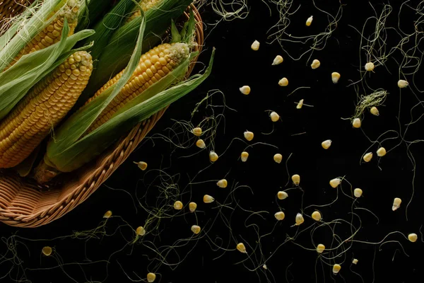 Top View Fresh Corn Cobs Basket Grains Isolated Black — Stock Photo, Image