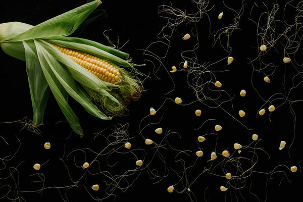 top view fresh ripe corn cob and grains isolated on black