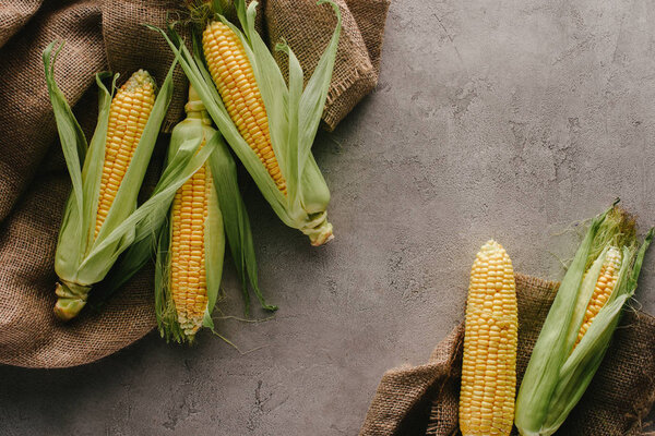 flat lay with ripe corn cobs on sack cloth on grey concrete tabletop