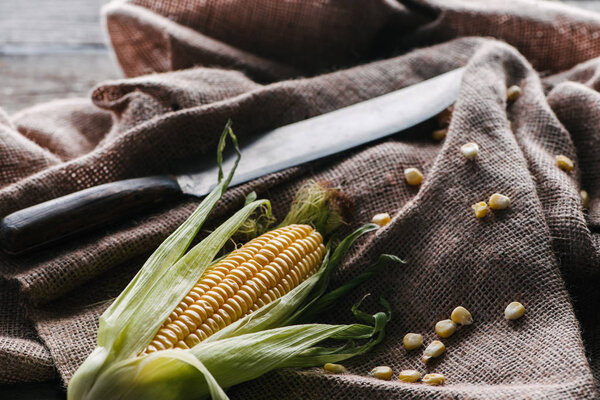 close up view of raw corn cob, grains and knife on sack cloth on wooden surface