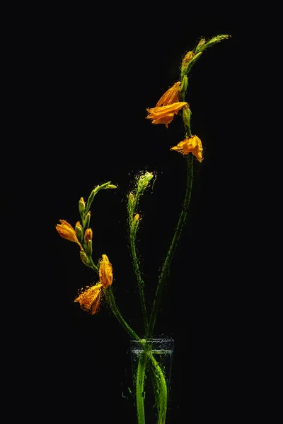 wet orange lily flowers in transparent vase isolated on black