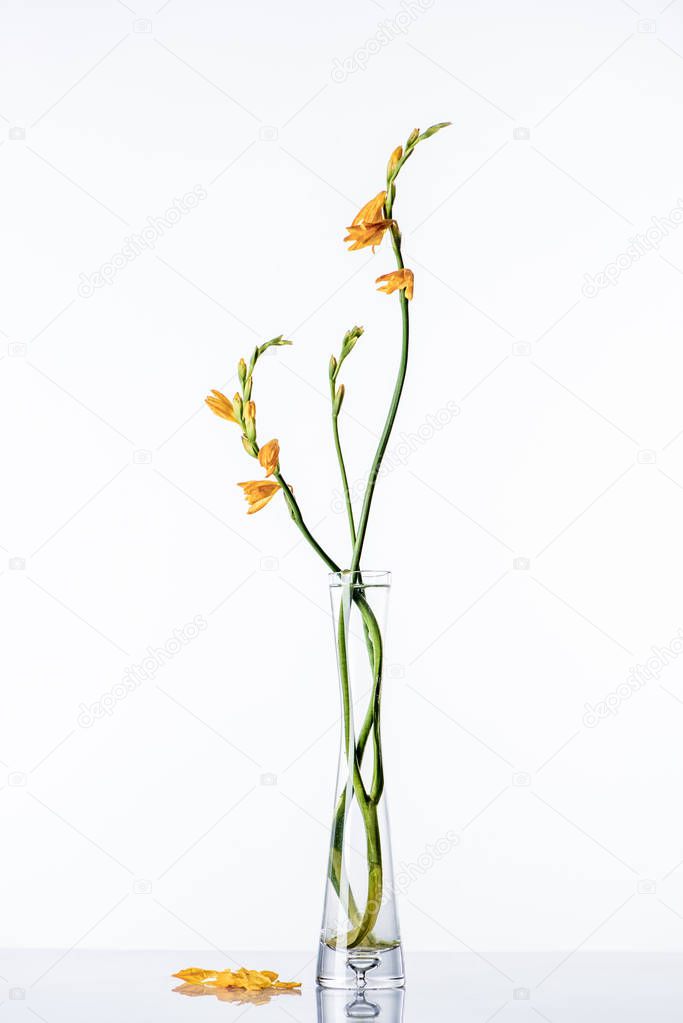 beautiful orange lilies on green stems in transparent vase and petals on white surface 