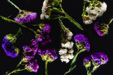 siyah arka plan üzerine izole, güzel pembe, mavi ve beyaz kır çiçekleri