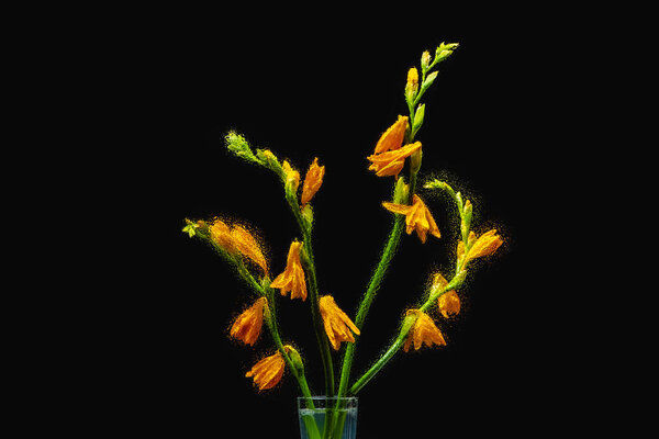 beautiful wet orange lilies in transparent vase isolated on black background