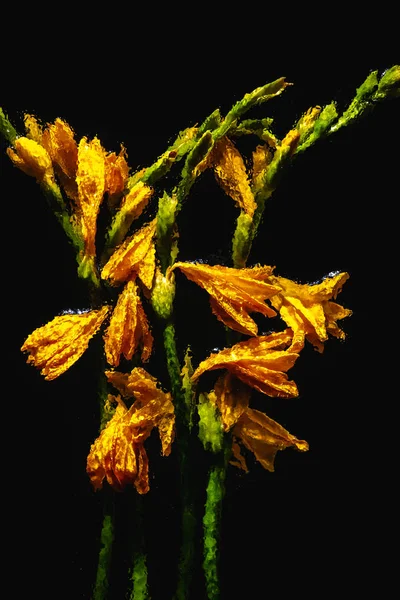 Красиві Квітучі Мокрі Помаранчеві Лілії Квіти Бутони Ізольовані Чорному — стокове фото