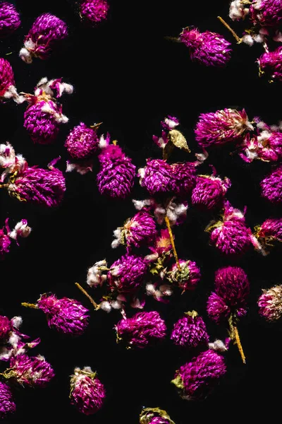Vista Close Belas Flores Rosa Florescendo Isolado Fundo Preto — Fotos gratuitas