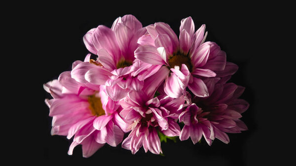close-up view of beautiful pink chrysanthemum flowers isolated on black  