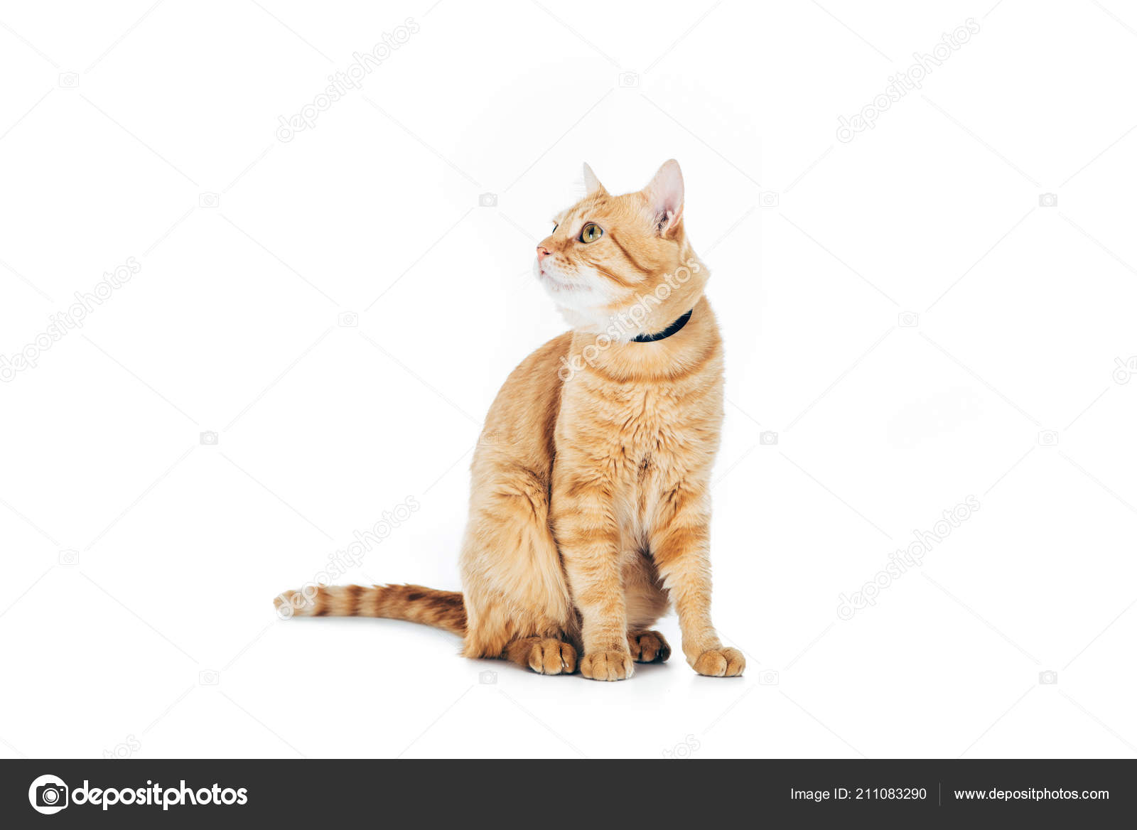 Chat Roux Images Libres De Droit Photos De Chat Roux Depositphotos Chat Roux Images Libres De Droit Photos De Chat Roux Depositphotos