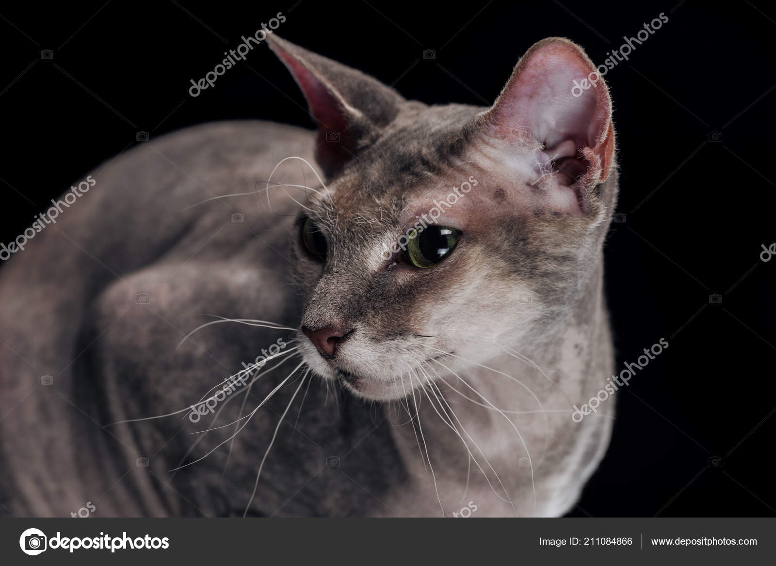 黒で隔離距離を探して長いひげとスフィンクスの猫 無料のストック写真 C Vadimvasenin 黒で隔離距離を探して長いひげとスフィンクスの猫 無料のストック写真 C Vadimvasenin