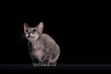 domestic grey sphynx cat looking up isolated on black clipart