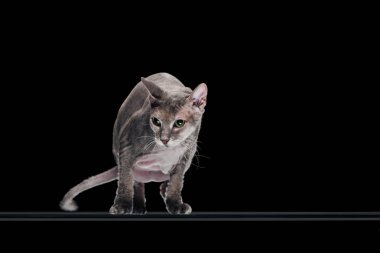 domestic grey sphynx cat moving and looking away isolated on black clipart