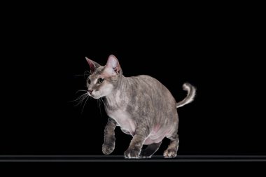 domestic grey sphynx cat jumping isolated on black clipart