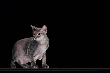side view of domestic grey sphynx cat looking away isolated on black clipart