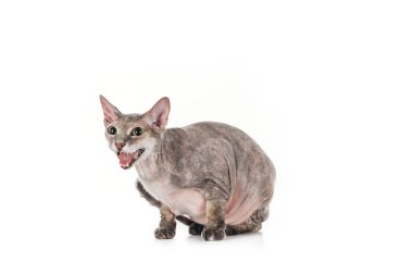 Aile içi gri sphynx kedi oturan ve üzerinde beyaz izole meowing