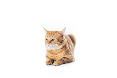 şirin aile içi kırmızı kedi üzerinde beyaz izole yalan