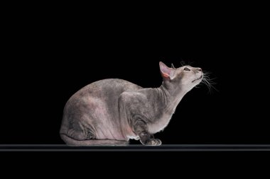 side view of domestic grey sphynx cat looking up isolated on black clipart