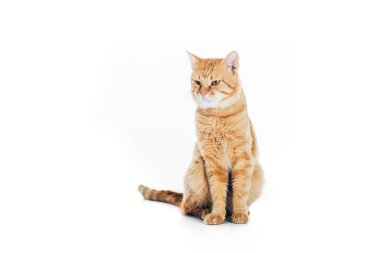cute domestic tabby cat sitting and looking away isolated on white clipart