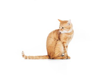 side view of cute domestic ginger cat with long tail sitting isolated on white clipart