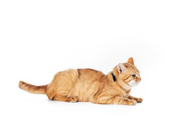 tüylü yerli zencefil kedi yaka beyaz izole yalan ile yan görünüm
