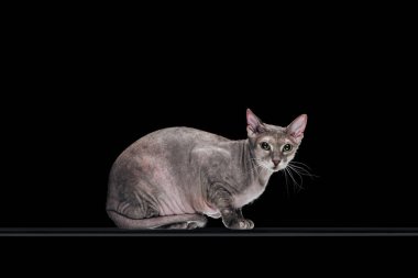 pedigreed domestic grey sphynx cat looking at camera isolated on black clipart