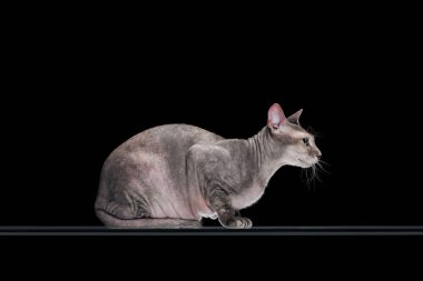 side view of friendly domestic grey sphynx cat sitting isolated on black clipart