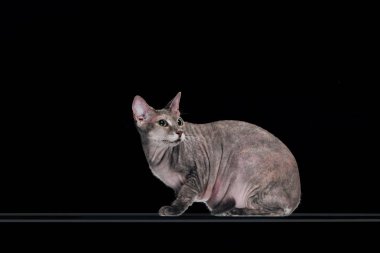 wary grey sphynx cat looking away isolated on black  clipart
