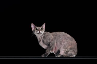 wary grey sphynx cat looking up isolated on black  clipart