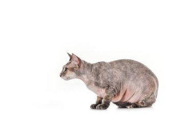 oturan şişman gri sphynx kedi üzerinde beyaz izole yan görünüm