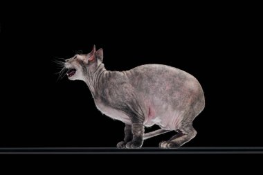 Aile içi gri sphynx kedi siyah izole meowing, yan görünüm