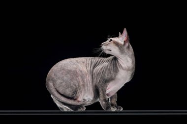 domestic grey sphynx cat looking away isolated on black clipart