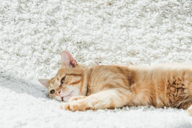 sevimli yerli zencefil kedi oturma odasında beyaz yumuşak halı üzerinde dinlenme